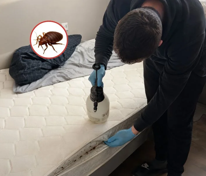 Technicien traitant un matelas contre les punaises de lit à Villeneuve-le-Roi
